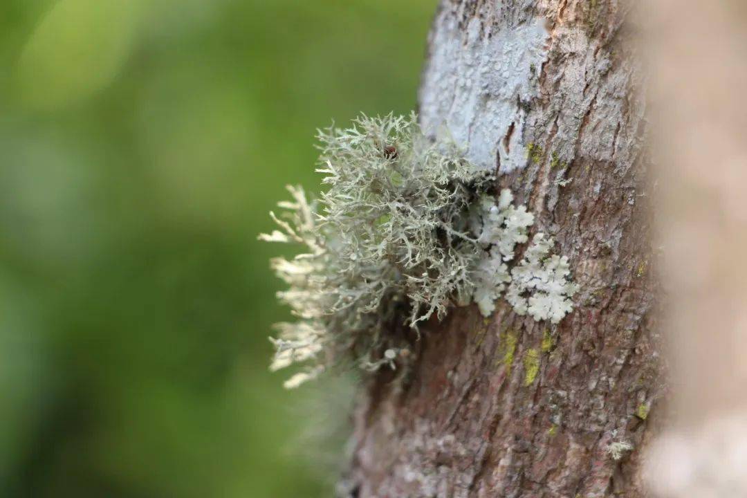 保山| 树毛美味 满口清凉草木香_施甸_山里人_地方