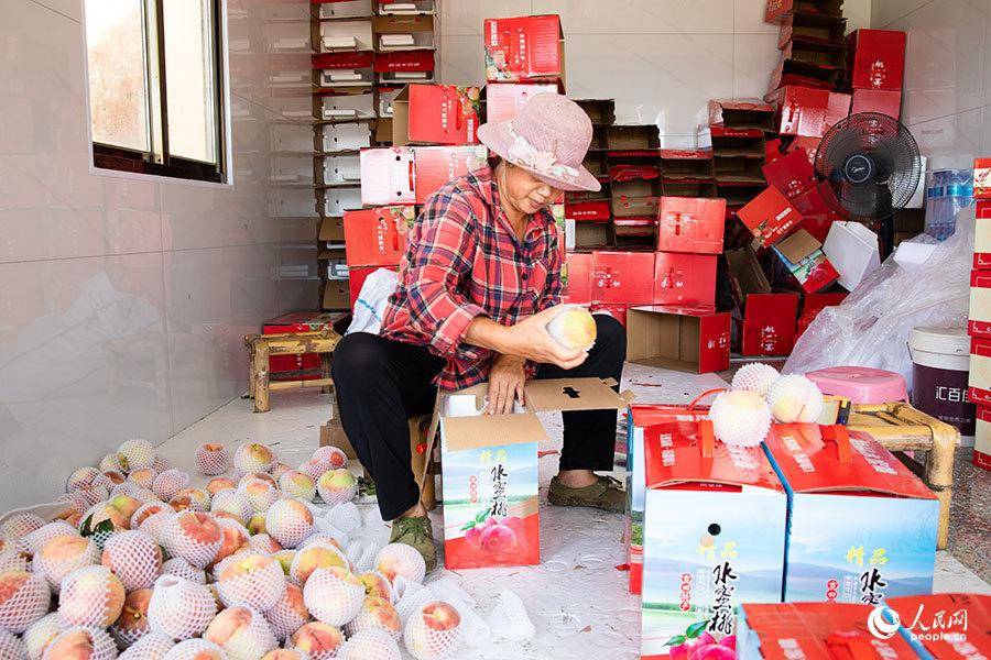 福建古田水蜜桃迎采摘季 农旅结合助力乡村振兴_焦艳_活动_凤都镇