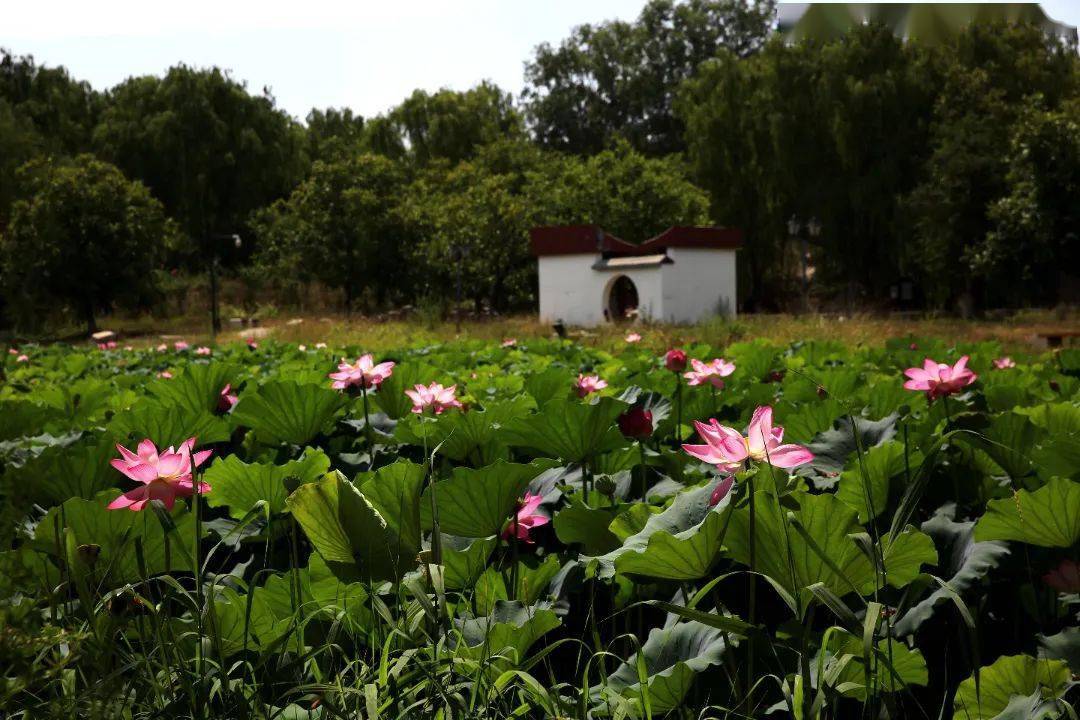 这些圆明园的赏荷佳地,一定不要错过哦~_荷花_濂溪_唯美
