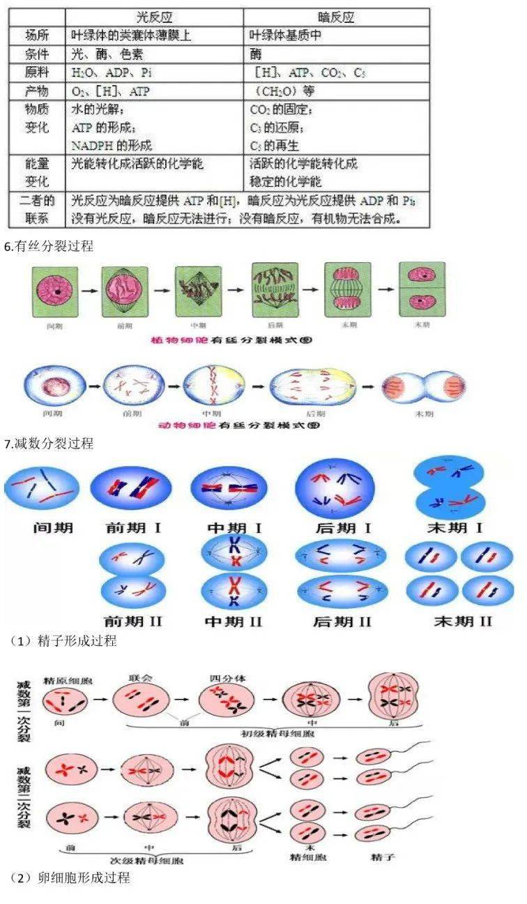 高中生物遗传图解六种图片