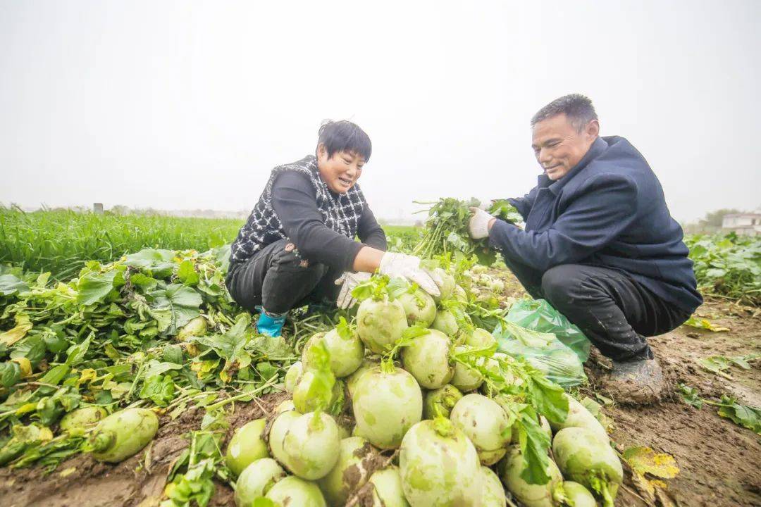 阜阳这里的腌鸭蛋,个个流油!_大田_萝卜_种植