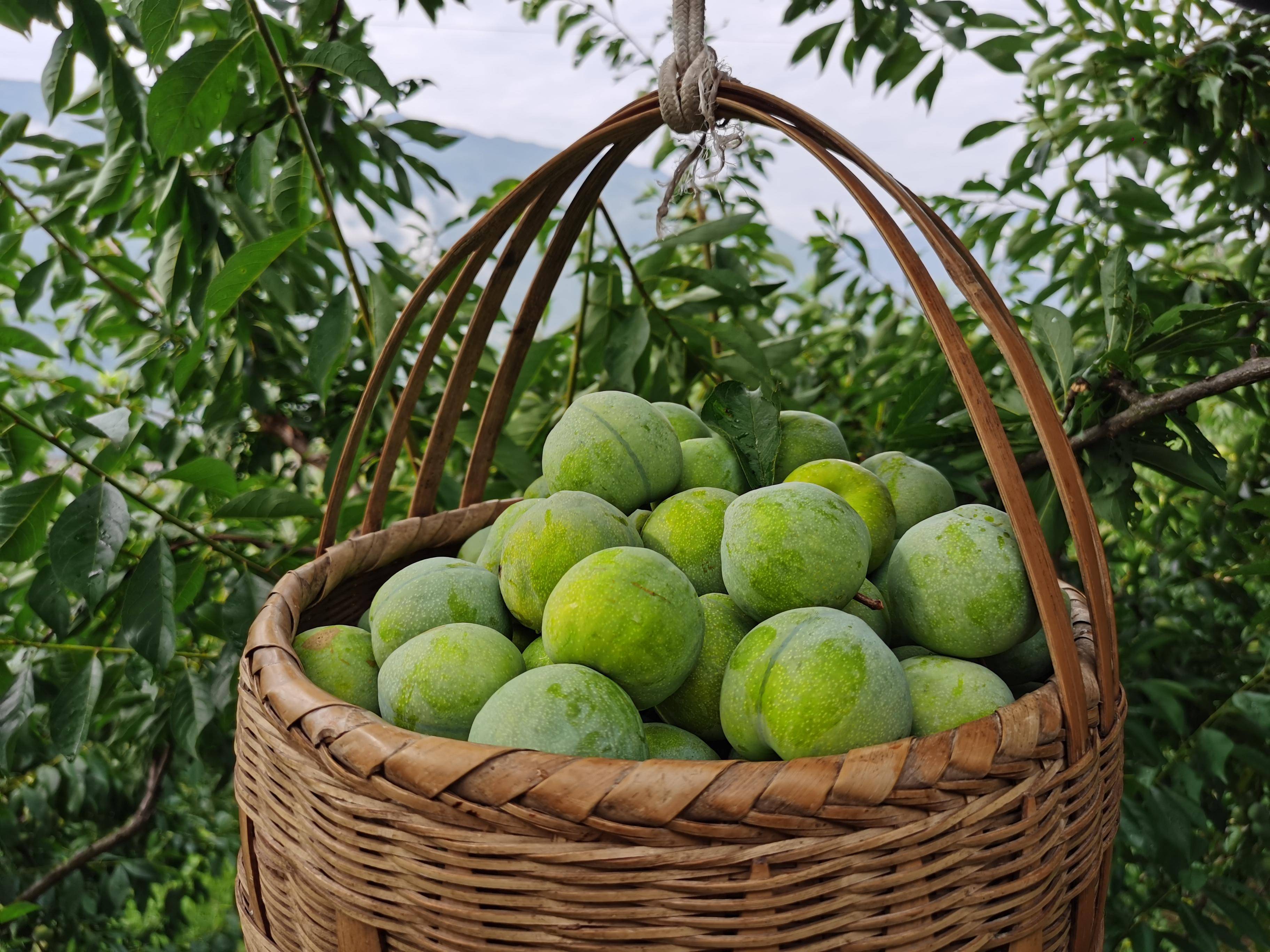 巫溪因良好的自然生态和明显的立体气候适合水果培育,巫溪本土李子