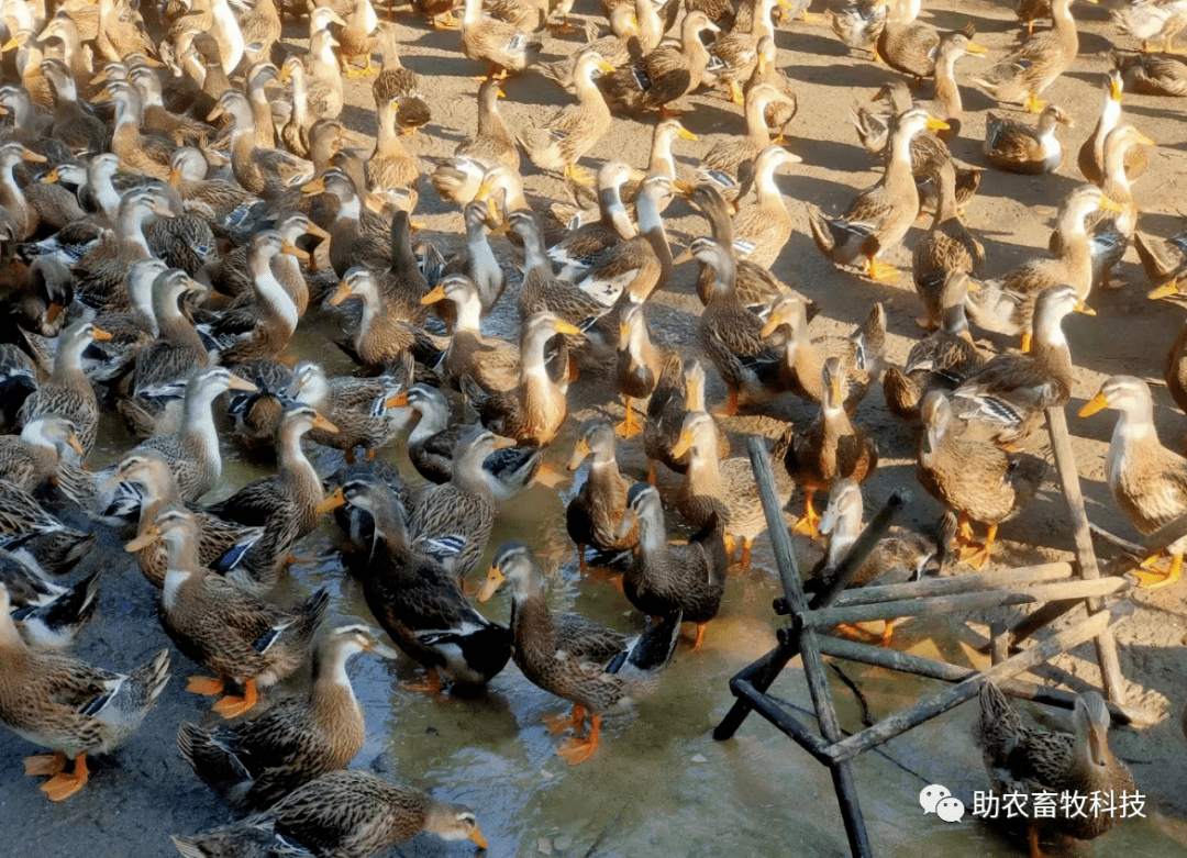 广东湛江市这个鸭场:在饲料中添加益生菌和场地使用生物除臭消毒剂