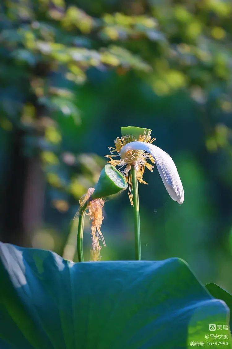 荷花相机多重曝光拍摄学习记_摄影_机位_曝光补偿