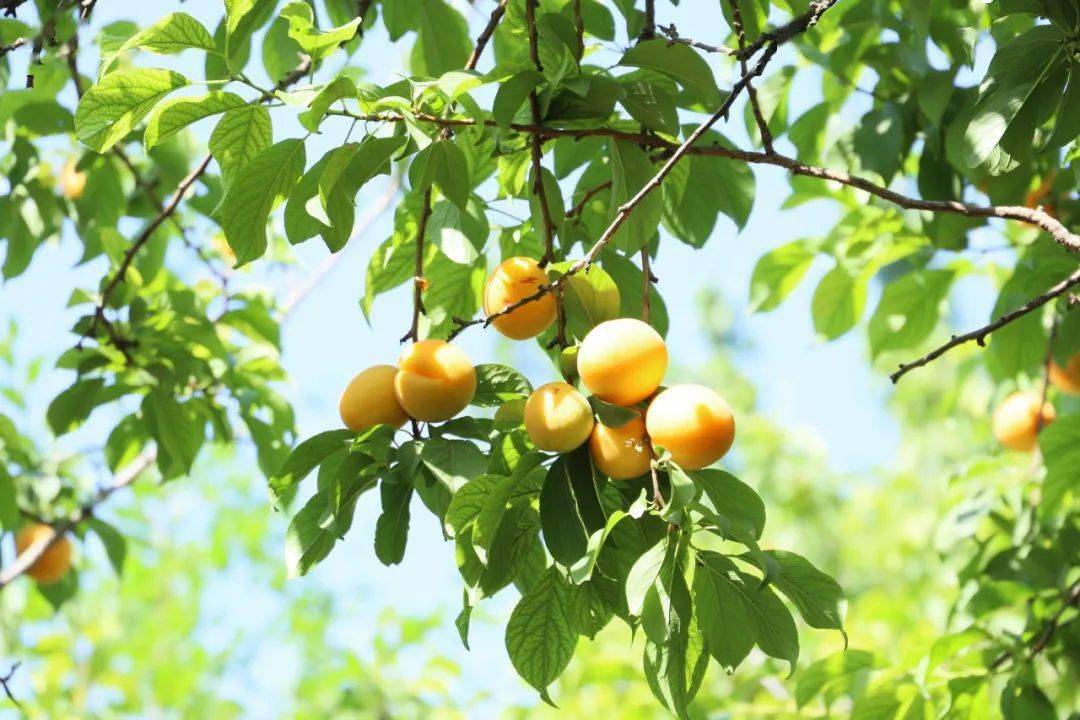 西夏陵_梅子_景区