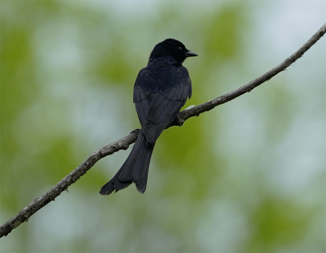 【生态立企】山河屯:首次发现珍稀鸟类——黑卷尾_保护_名录_末端