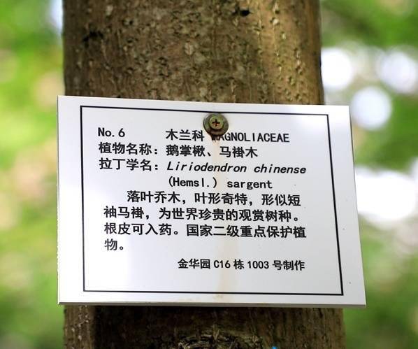83岁老人让小区植物有了"身份证"_树木_科普_爷爷