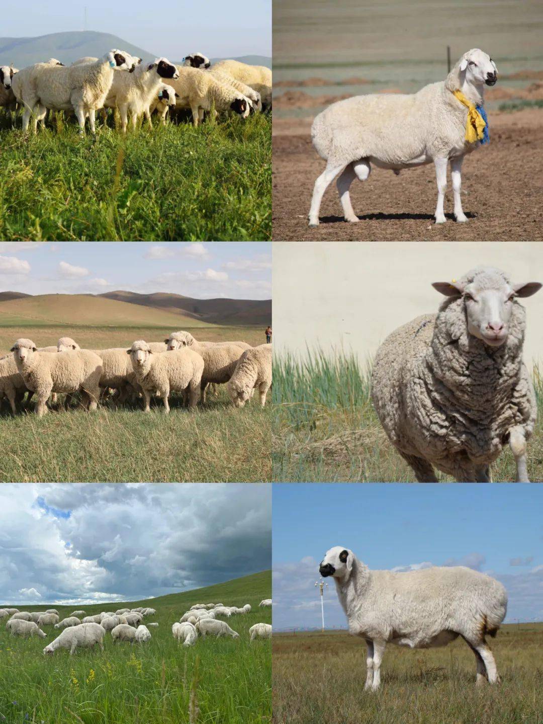 锡林郭勒盟第十八届赛畜会活动安排出炉啦!_种畜_那达慕_锡林浩特市