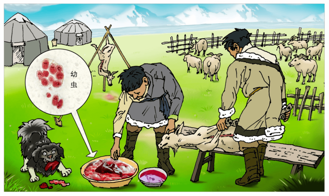 包虫病防治知识(系列二:科普篇)