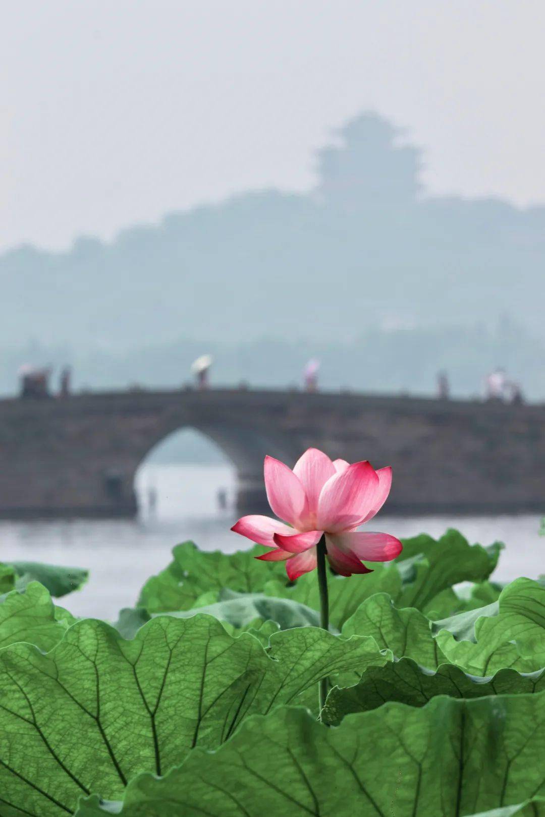 远山如黛,近水似蓝,一片荷红融入天_江志清_荷花_西湖