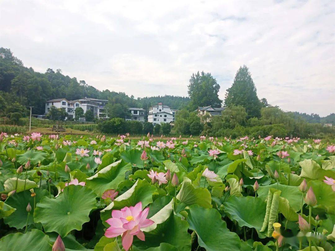 賞花去~涼霧荷花分外嬌_鄉村_利川_建設