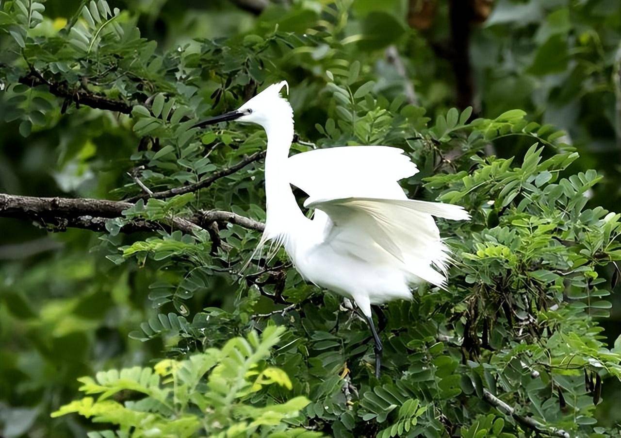 守住生态美 引来群鸟栖——曹县魏湾镇张康村采访见闻_种植_白鹭_保护
