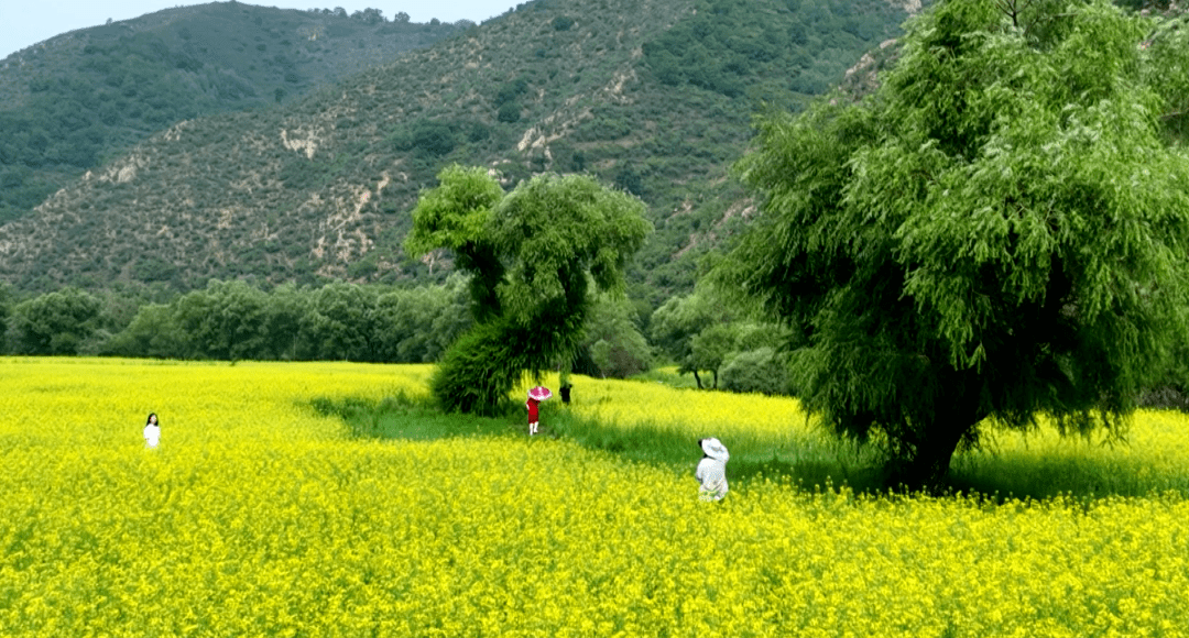 大山之巅 油菜花开_赤峰_宁城县_大城子镇
