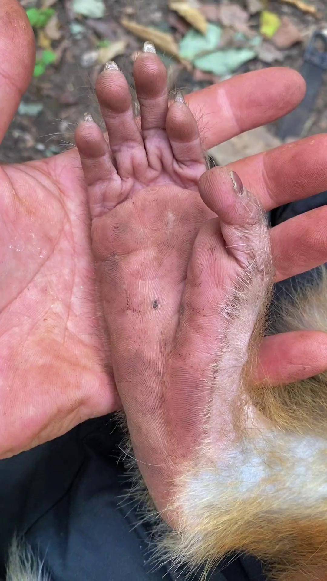 泡芙的猴脚黔灵山公园 猴子 网红猴子