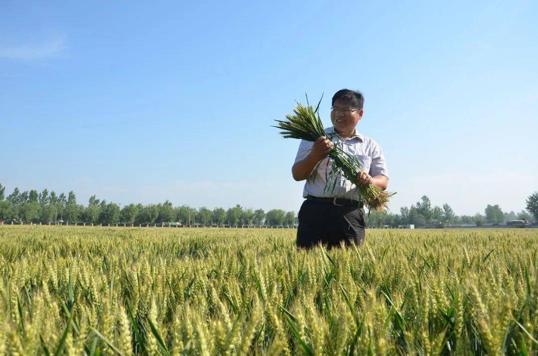 农大年轻人,让麦香飘扬在中原大地_殷贵鸿_小麦_育种