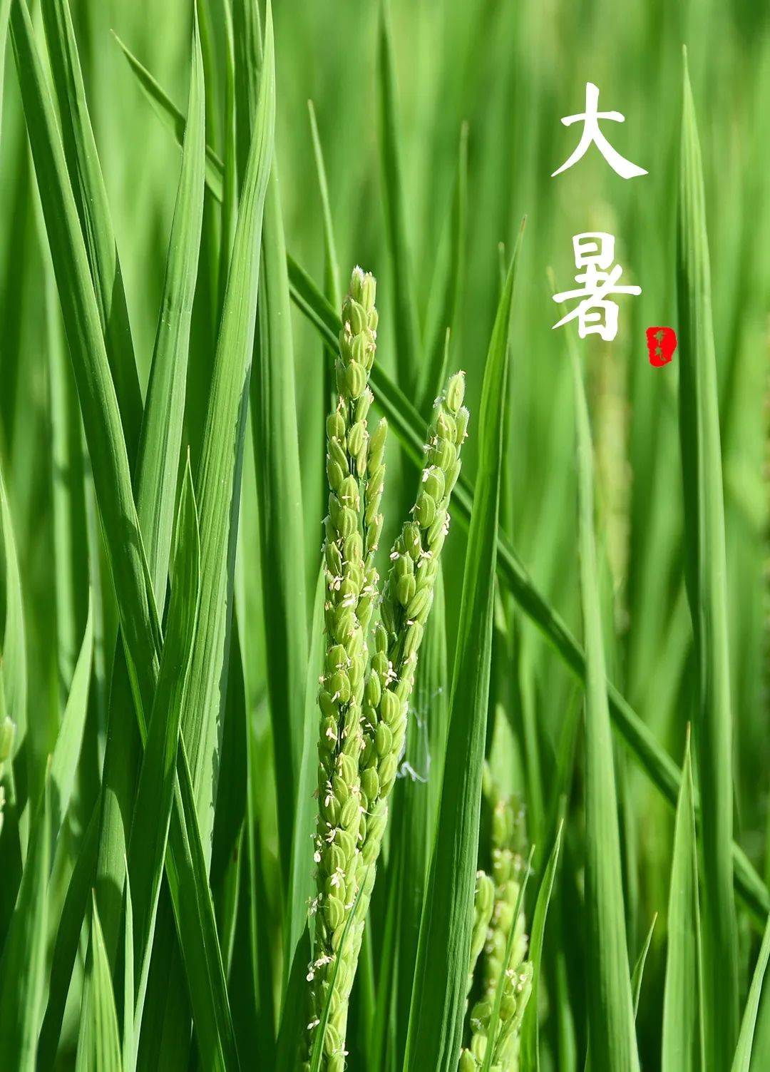 【融媒在线】大暑:炎暑有尽,逐光而行_丁宁_夏天_智慧