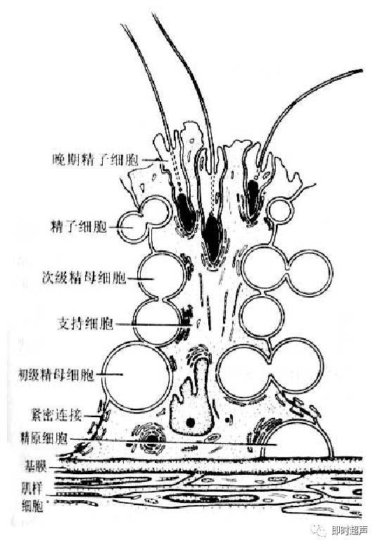 生殖系統解剖圖示註解_the_睪丸_附睪