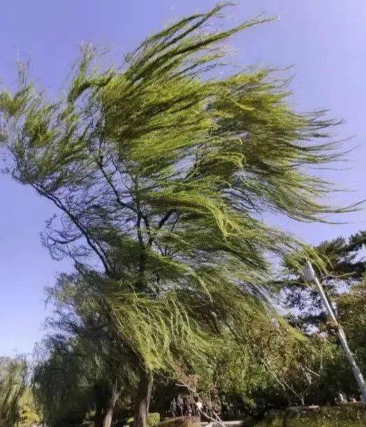 关于大风天气的温馨提示