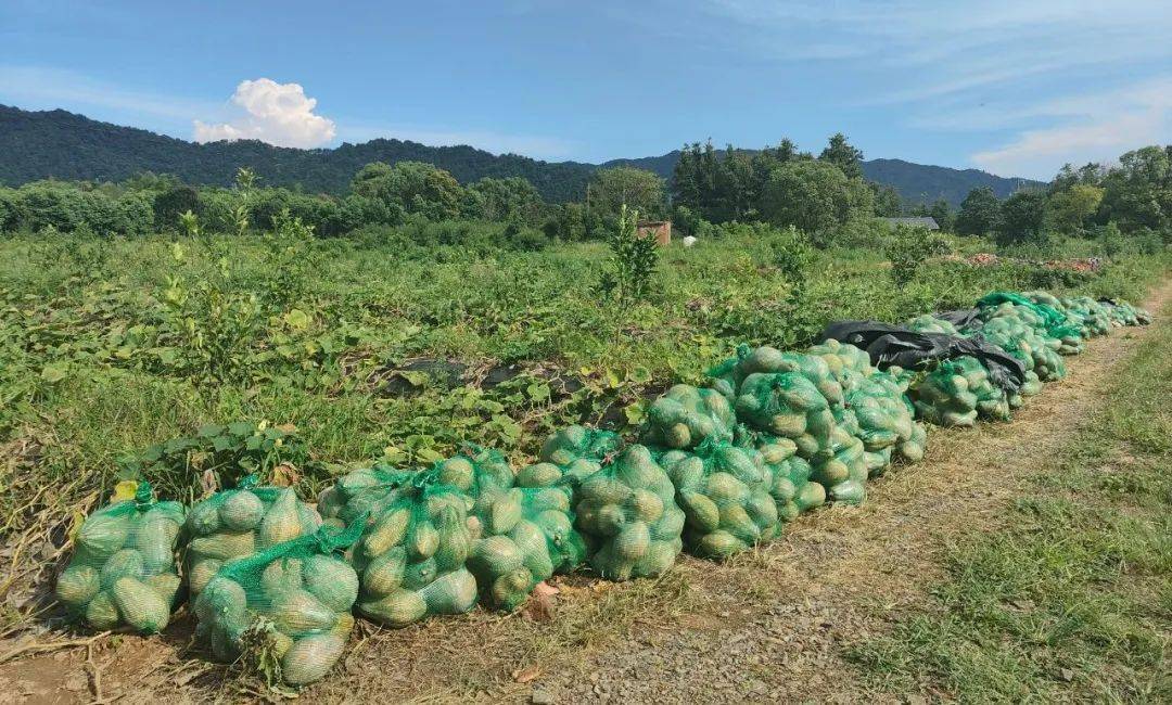 钤阳办事处:香芋南瓜喜获丰收,套种模式实现"一地多收"