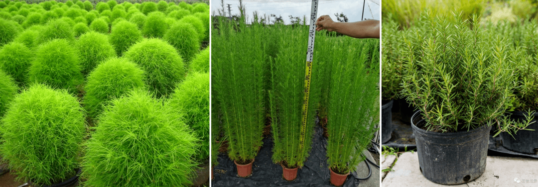 蓝绿色系/银灰调花境植物分享,附花境案例_景天_芙蓉_玉簪