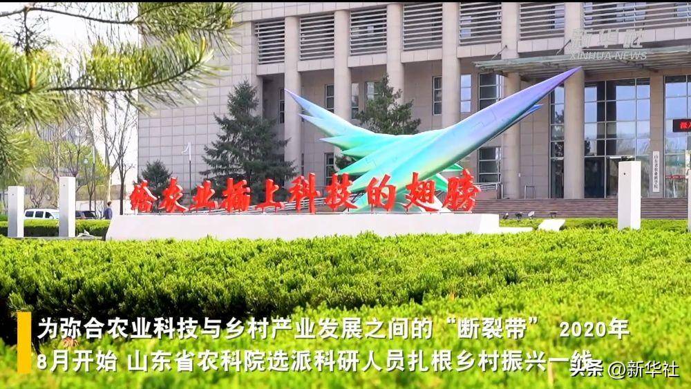 高质量发展调研行丨山东省农科院:让田间地头开出"致富花"_乡村_科技