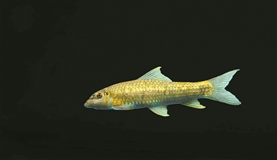 美丽中国相册 | 武夷山国家公园的稀有鱼类