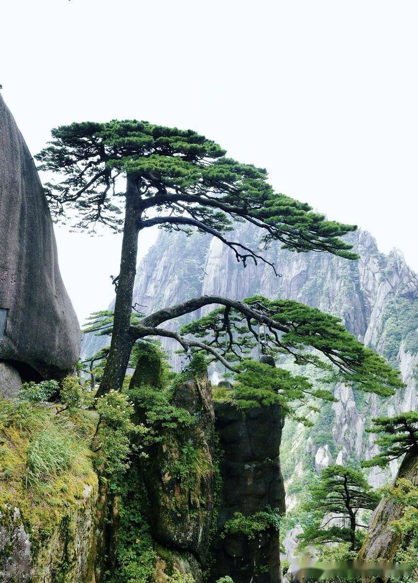 安徽黄山风景区游客排队三小时登顶莲花峰,只为打卡留影_景点_迎客松