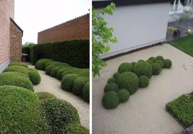 如果球形灌木都能剪成这样._植物_造型_修剪