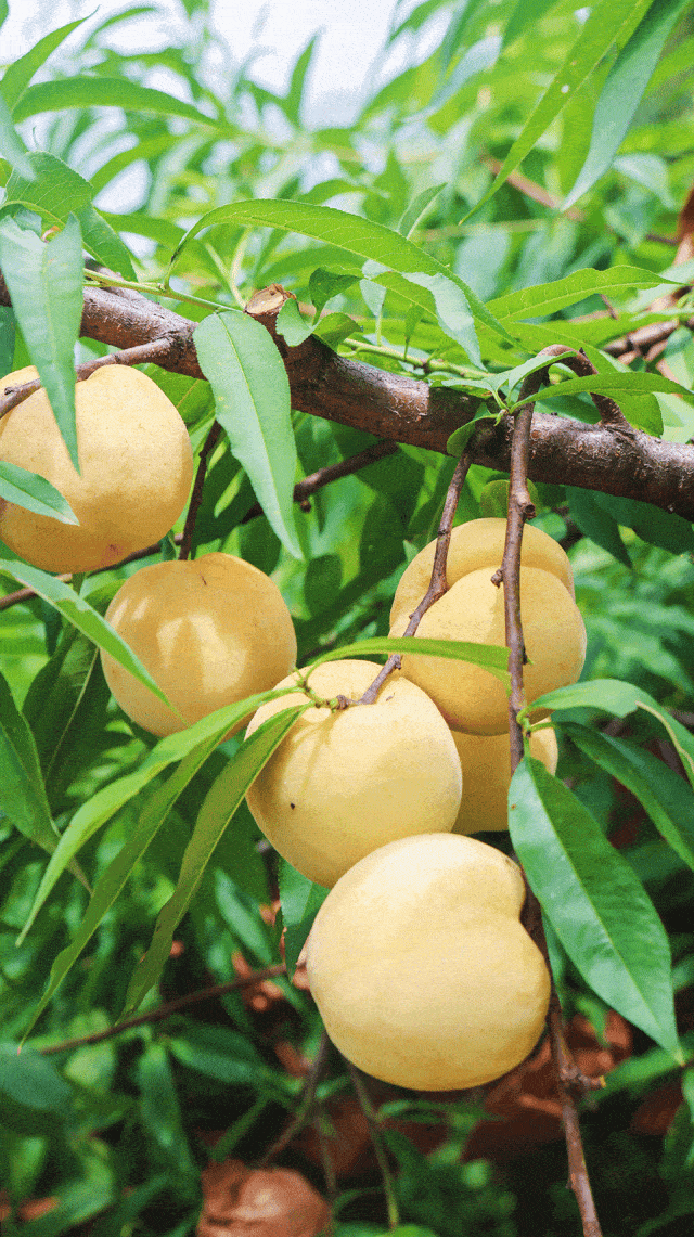 猕猴桃等各种水果将不间断成熟,速来~还有这些游玩项目↓↑高空滑翔伞