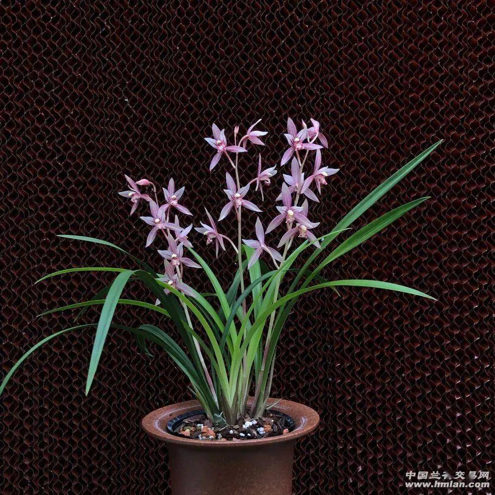 建兰市长红(欣赏篇)_本站_花开正_兰友