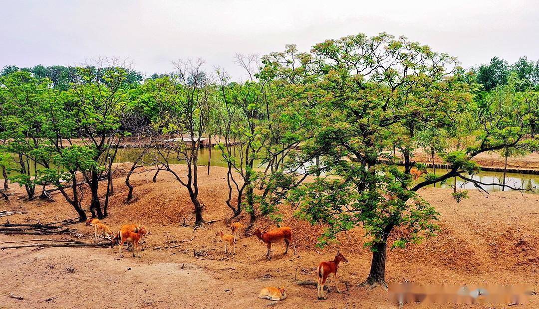 《江苏行》大丰中华麋鹿园_保护区_圈养_湿地