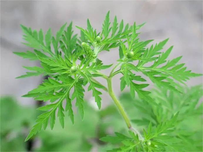 防范外来物种入侵丨植物界的杀手-豚草_花粉_土壤_作物