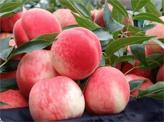 近年来,安宁区通过强桃产业,筑桃品牌,兴桃文化,助力"十里桃乡"发展