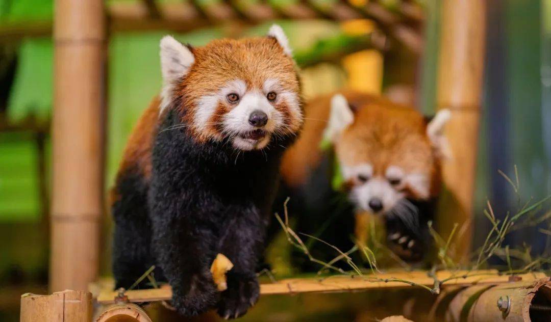 涼爽的夏夜,01神秘夜行動物一起動物園奇妙夜!