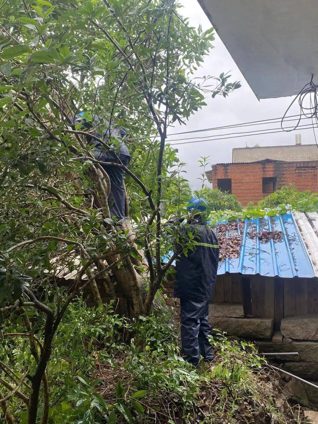 台风过后,安溪全力以赴抢险救灾_树木_应急_进行