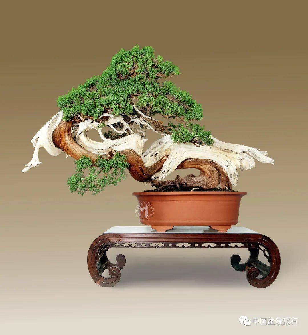 回顾 | 2020中国尊中国盆景收藏家藏品国家大展作品群