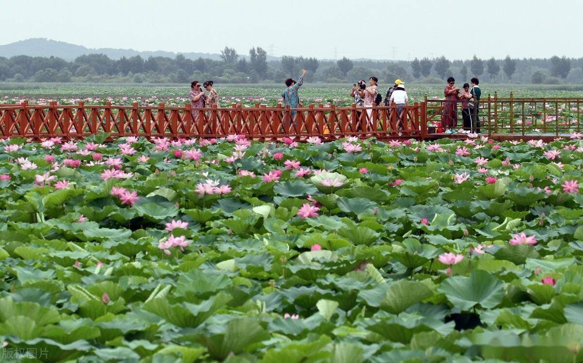 瀋陽石佛寺水庫內三千畝荷花綻放引遊人_湖景區_遼河_七星