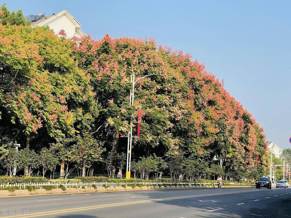 40种常用行道树,庭荫树,园林树种特性及应用地区分布