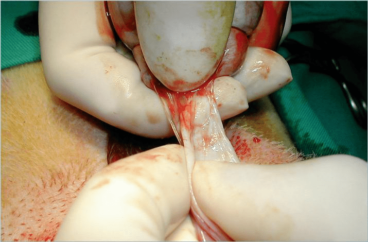 外科实用技术图谱:犬睾丸切除术及17张手术操作图片