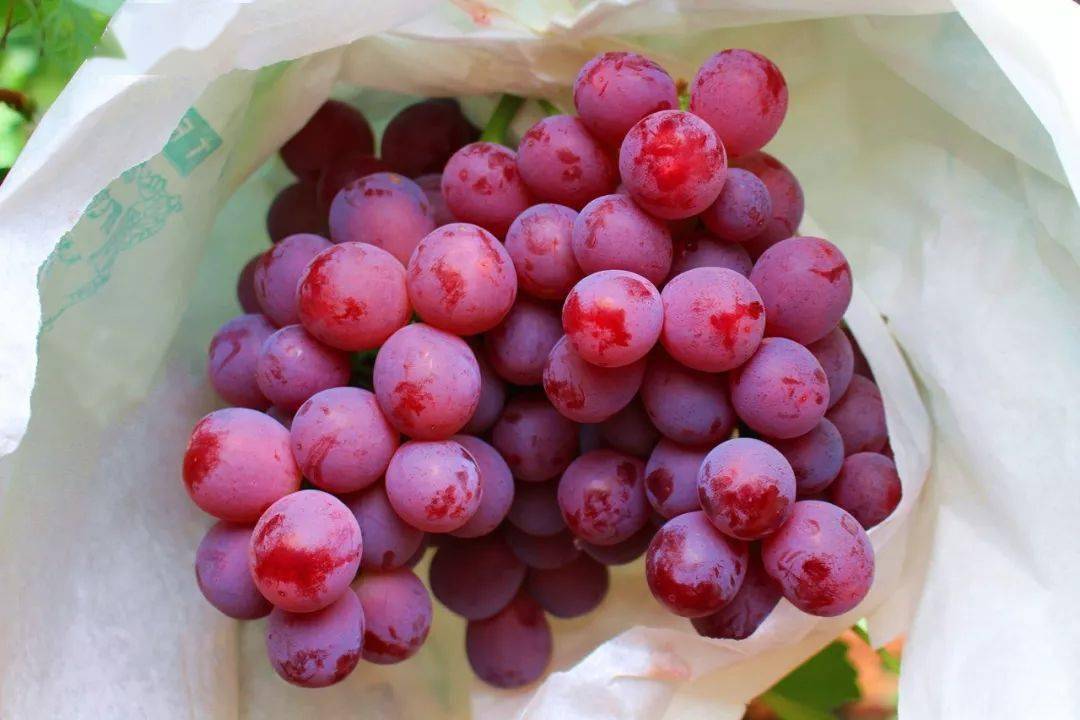 产地食材 ▎彩云之南的馈赠～大理宾川红提,甜!脆!鲜!_葡萄_果子_自然