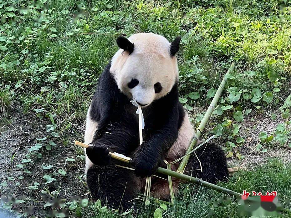 看看被誉为"东方宝石"的朱鹮,看看"四不像"的羚牛,看看憨态可掬的大