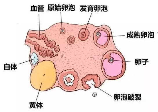 正常卵泡b超图图片