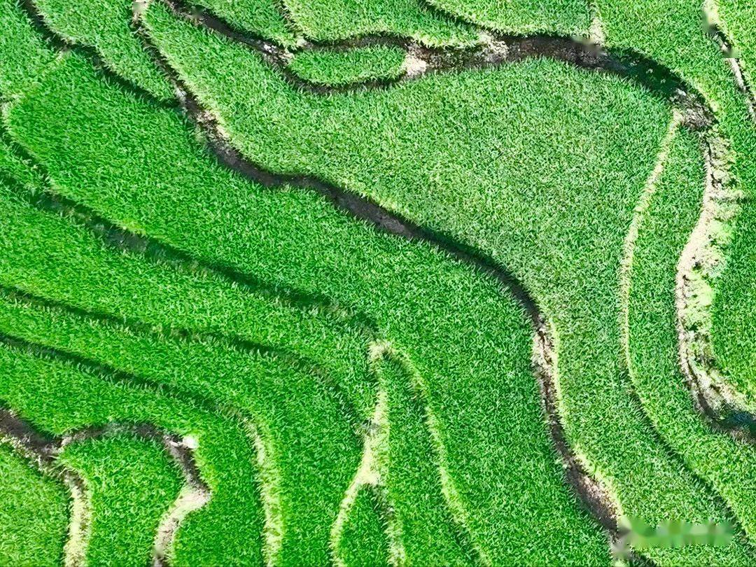 美不胜收如层层银带,如滚滚绿波远远望去▲(俯瞰梯田,错落有致)都显示