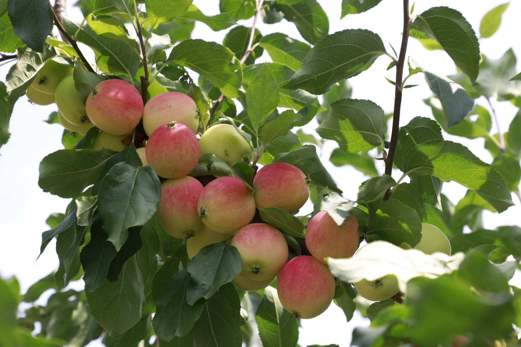金秋八月,刚进入北大荒集团五九七农场的"花果山",道路两边尽是果园