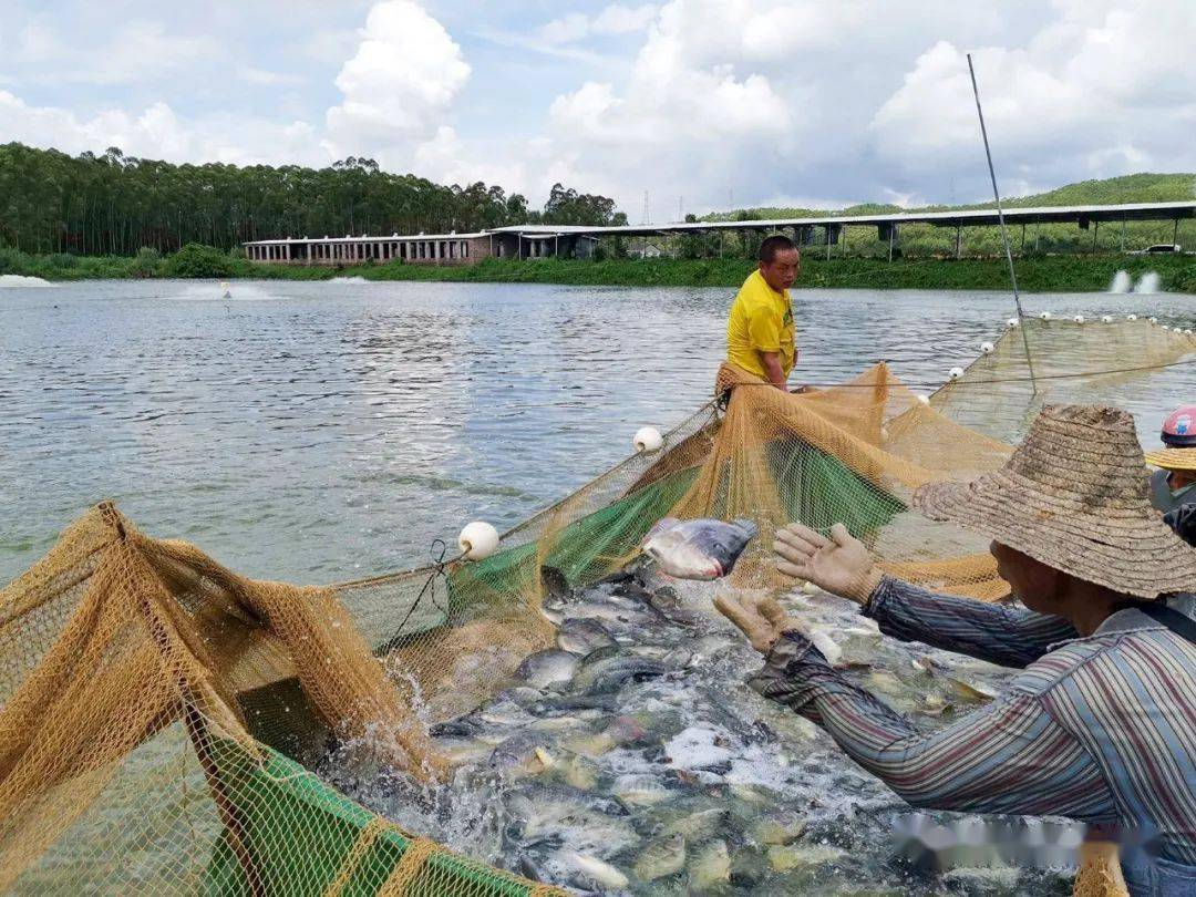 罗非鱼"粤闽1号"长速快雄性率高,产业前景好