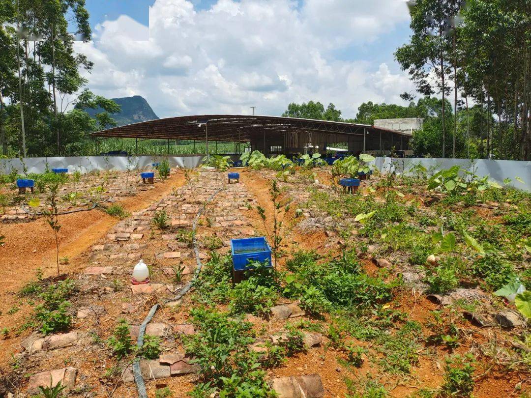 愛心企業來賓市興賓區瑞達石龍子養殖基地位於石牙鎮峨山村,是該鎮