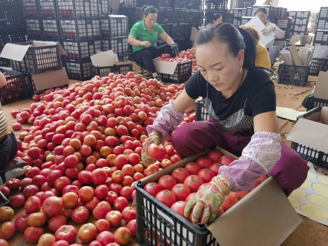 西红柿丰收啦种植大户办百家宴宴请村民