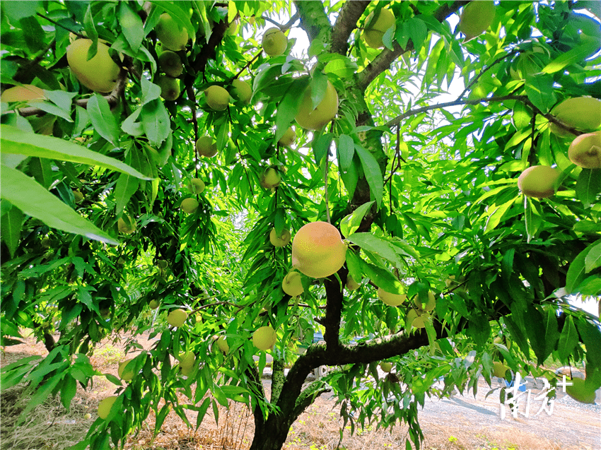 ",深入实施乡村振兴战略,着力培育镇域特色产业,大力发展鹰嘴桃种植业