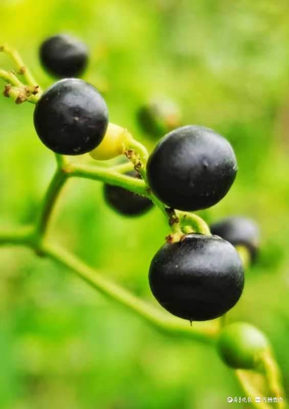 绞股蓝果实宛如黑色玛瑙_绿化_园林_藤蔓