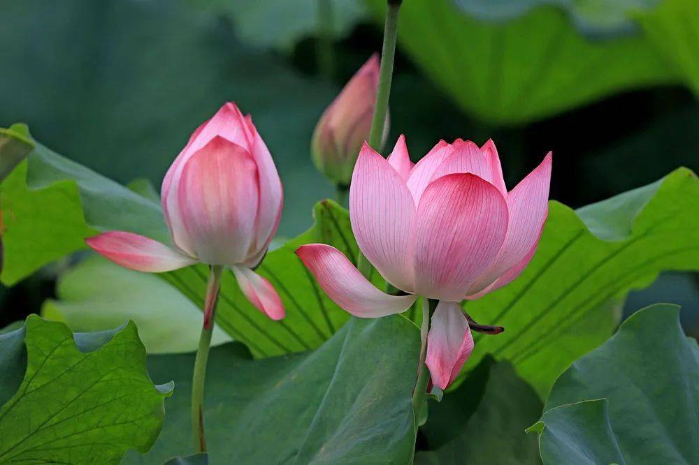 【康养胜地 人文兴义】夏日凉爽就去兴仁鲤鱼坝村_景区_刺绣_民族